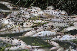 Thái Nguyên:Cá chết bất thường nghi do ô nhiễm nguồn nước